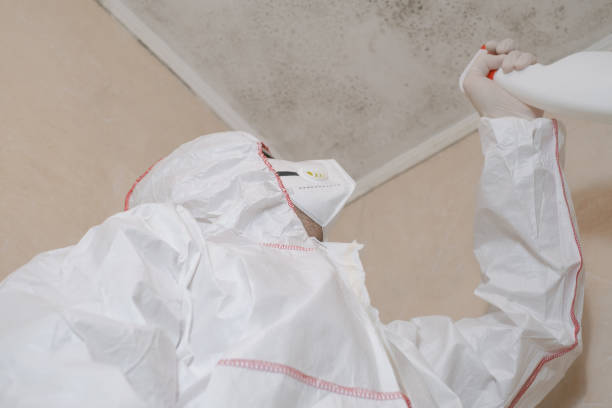 Mold Removal Process in Bayshore Gardens, FL